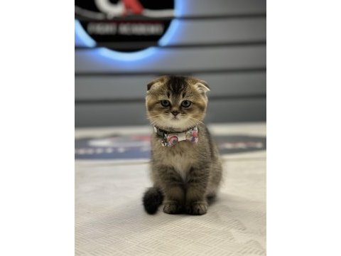 Show class scottish fold golden