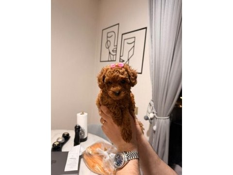 Poodle kız bebeğimiz