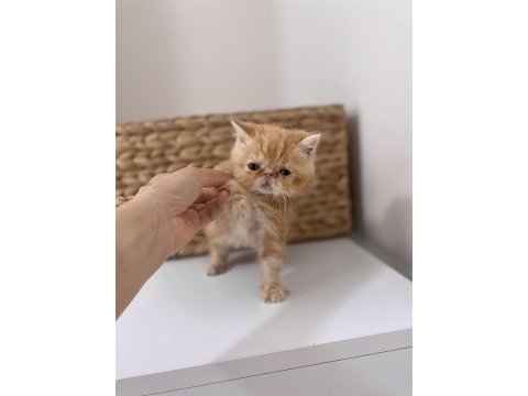 Şecereli exotic shorthair bebekler