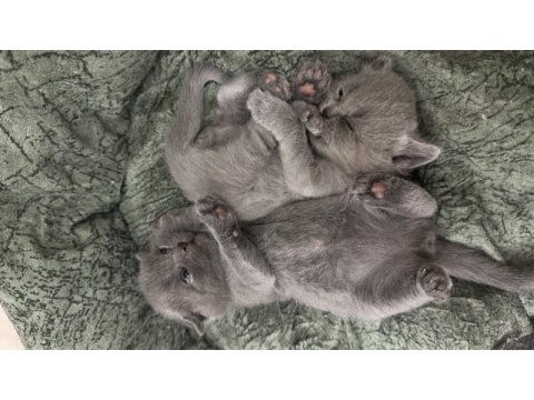 British shorthair uygun fiyat