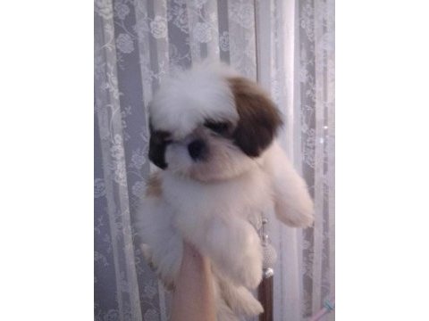 Shih tzu yavruları 0_3 aylık