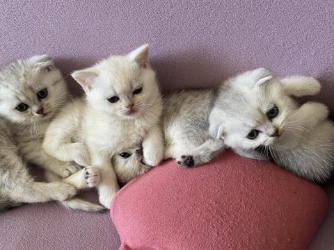 Scottish fold kediler kaçıran üzülür