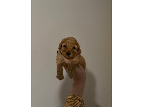 Güvenilir ve referanslı çiftlikten toy poodle