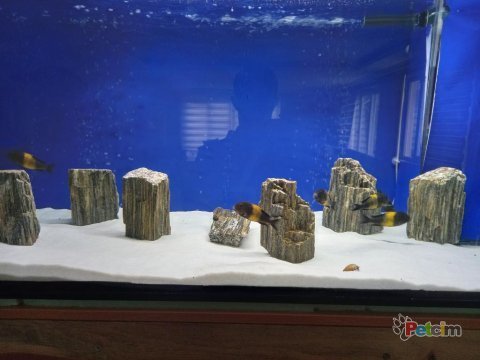 Black kriza damızlık tropheus koloni 8d + 2e