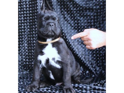 Fcı-kıf secereli safkan cane corso yavruları