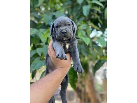 Devasal cane corso yavrular