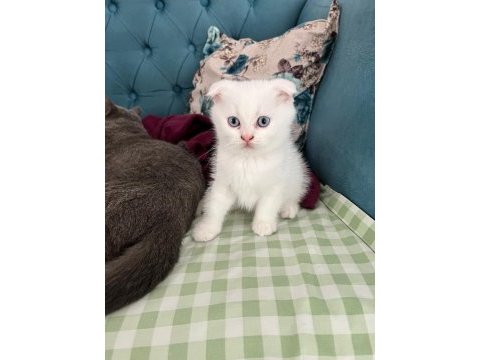 Teslime hazır scotish fold