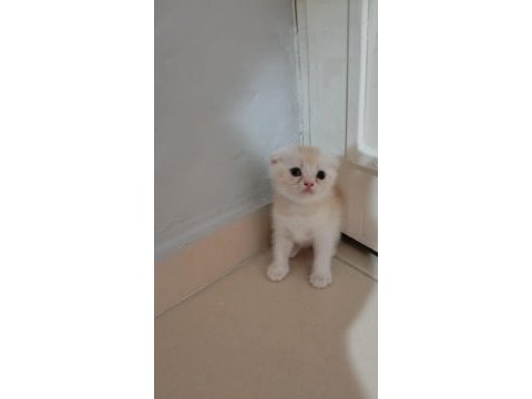 Scottish fold uzun ve kısa tüylü efsane yavrularım