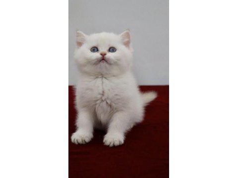 British shorthair yavrular