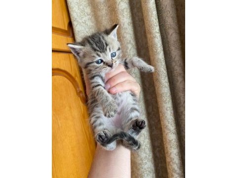 Eğitimli cins yavrularımız