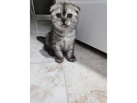 Scottish fold dişi 2 aylık