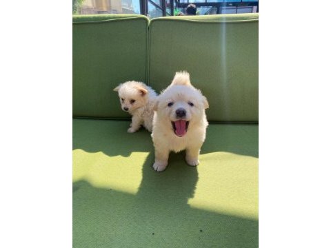 Bayram şekeri samoyed bebekler (uygun)