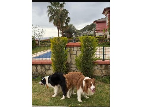 Ascr li son erkek yavru 4 aylık border collie