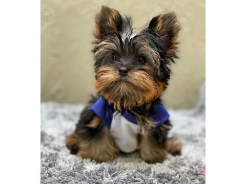 Evimizin akıllı şekeri yorkshire terrier