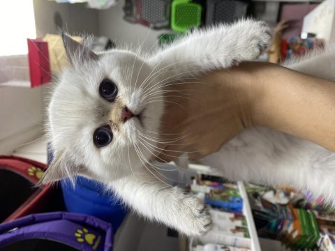 Çok kaliteli çok özel british shorthair yavrumuz 
