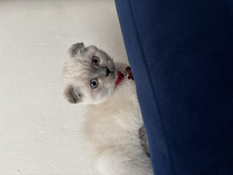 Scottish fold blue point 3 aylık kedimiz
