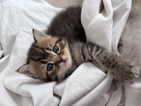 British shorthair brown tabby