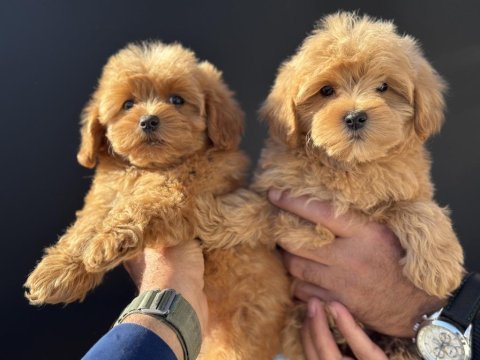 Çık özel wc eğitimli kore maltipoo yavrularımız