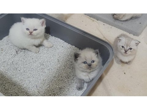 Scottish fold british shorthair blue point bebekler