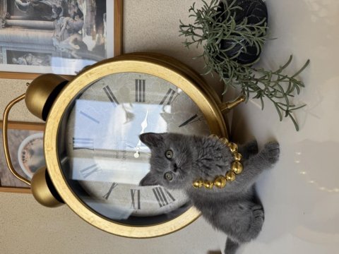 British shorthair safkan yavru
