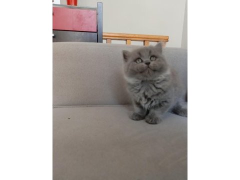 Safkan british longhair prenses