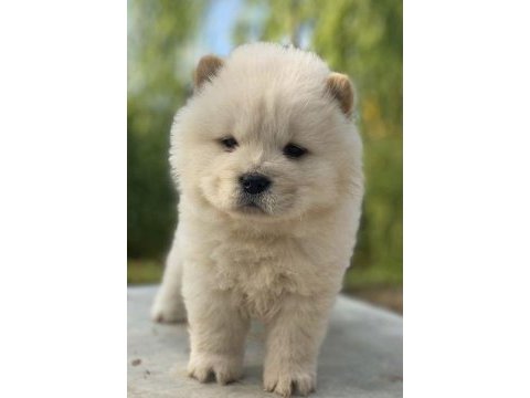 Chow chow (çin aslanı) yavrularımız