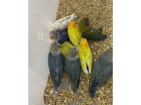 El besleme yavru cennet papağanlar