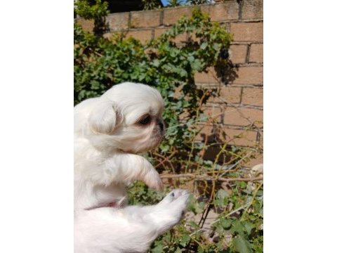 Yavru pekinez köpekler