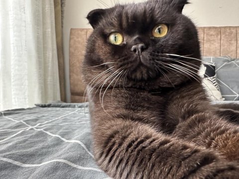 Ücretli sahiplendirme 1,5 yaşında scottish fold