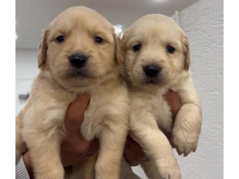 Baby face golden retriever bebekler