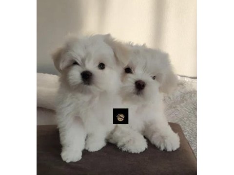 Pets world güvencesi ile maltese yavrularımız