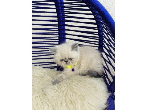 Exotic shorthair sevimli yavrular