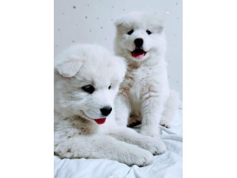 Eşsiz samoyed yavrularımız