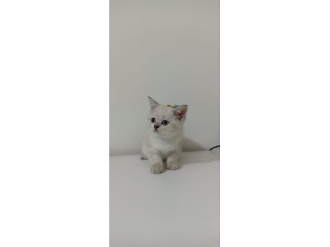 Ücretsiz british shorthair sahiplendirme
