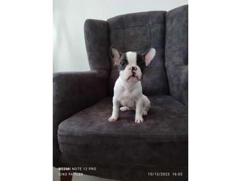 French bulldog yavru köpeklerimiz