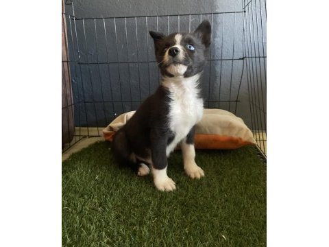 Ruhsatlı çiftliğimizden border collie yavrumuz