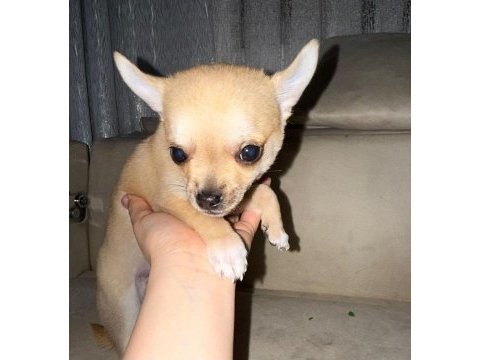 2 aylık chihuahua erkek yavrusu