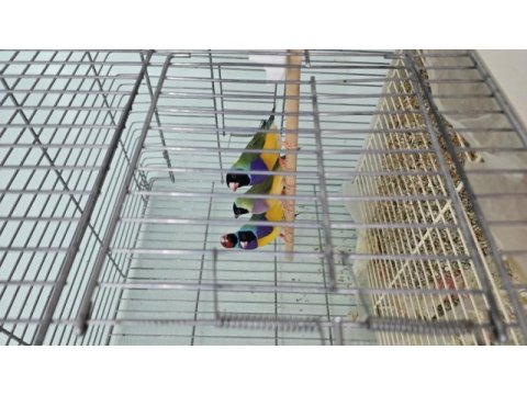 Gouldian finch (gökkuşağı ispinozu)