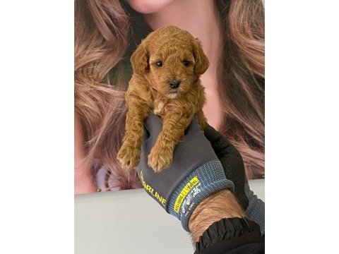 Toy poodle 55 günlük