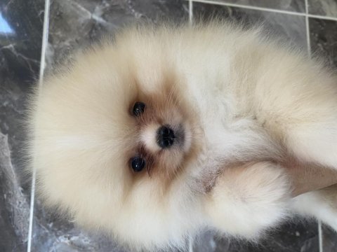 Orjinal ayı surat pomeranian boo yavrular