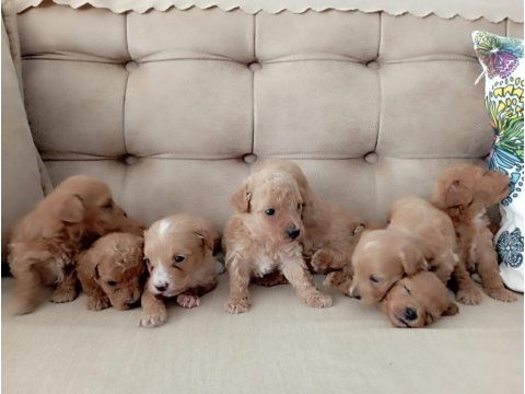 Maltipoo terrier köpekler