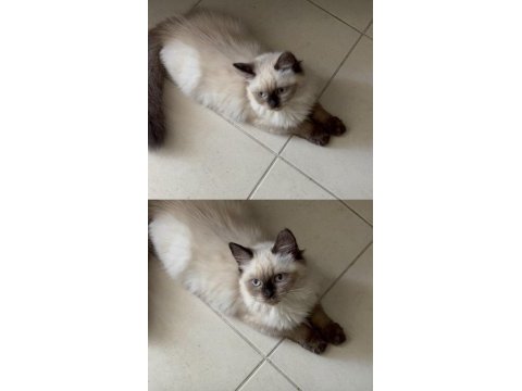British longhair yavrumuz