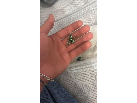 Dart frog ok kurbağası
