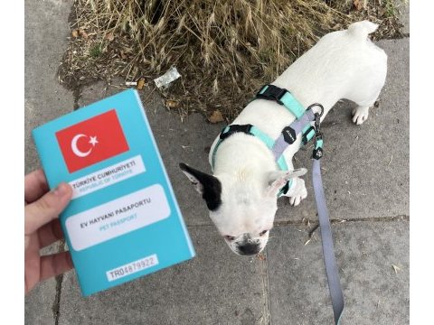 Kısırlaştırılmış french bulldog