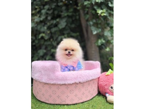 Orjinal ayı surat pomeranian 