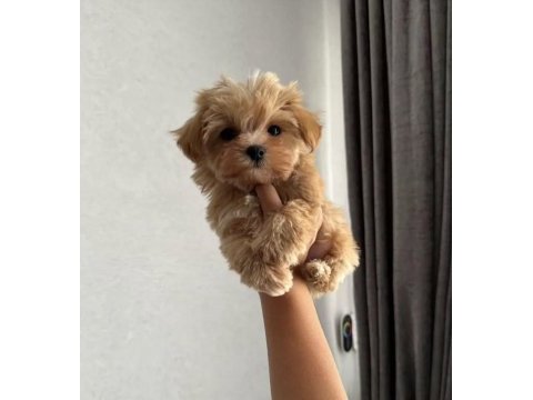 Teacup kore maltipoo yavruları
