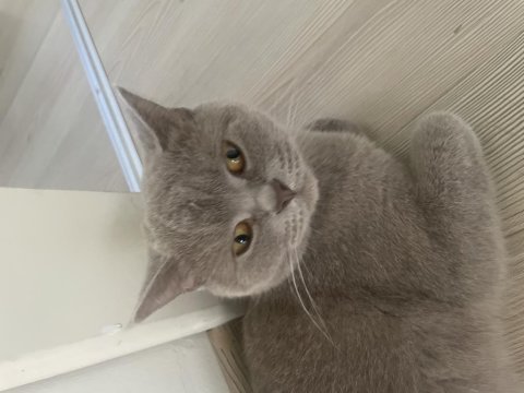Çok acil sahiplendirme kedimiz