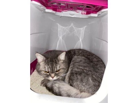 British shorthair erkek