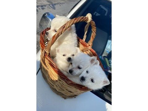 Haylaz spitz yavrularımız yeni mutlu olacağı yuvasını arıyor