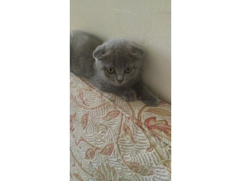 Scottish fold 2 aylık